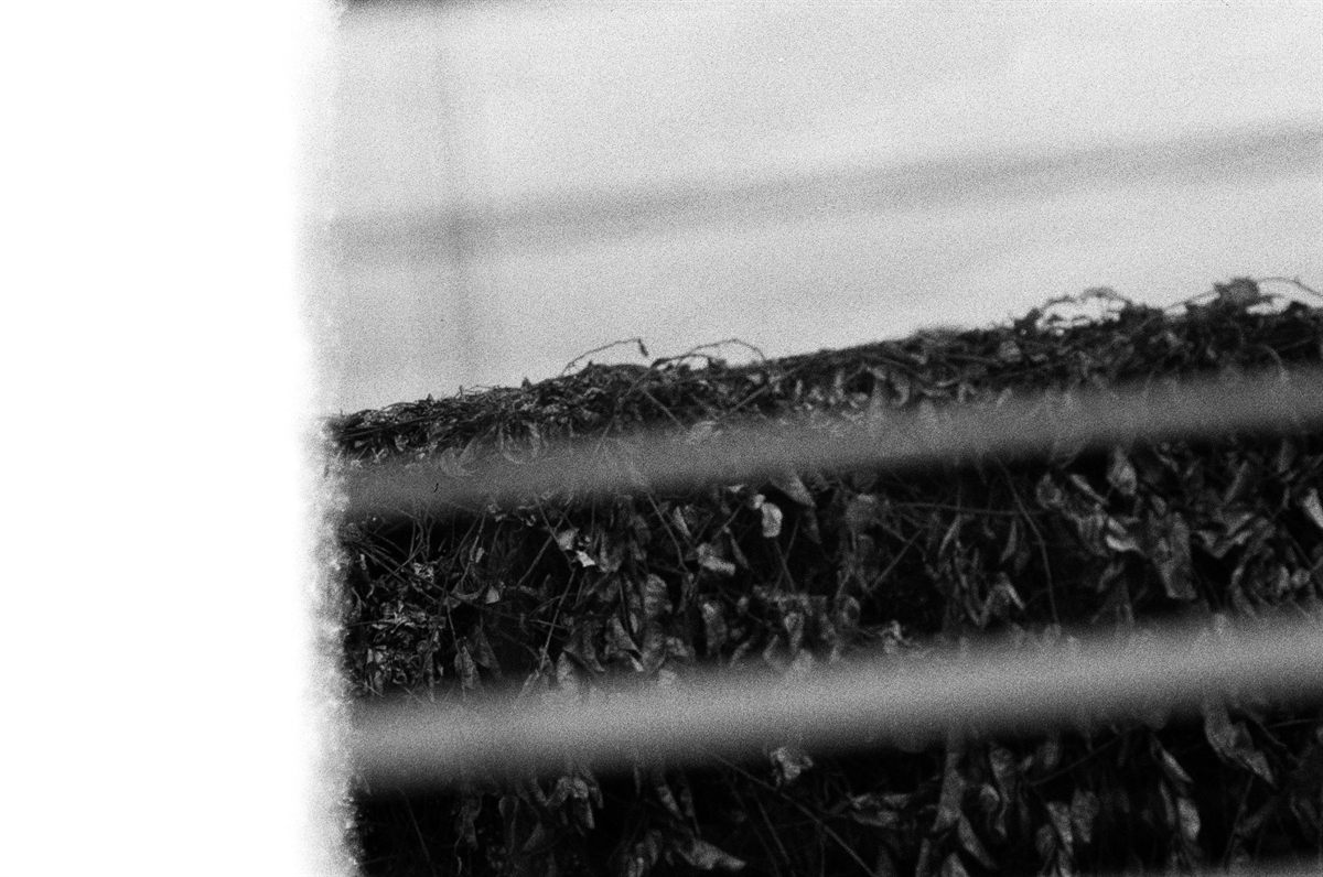 First of the Roll, plate 11
