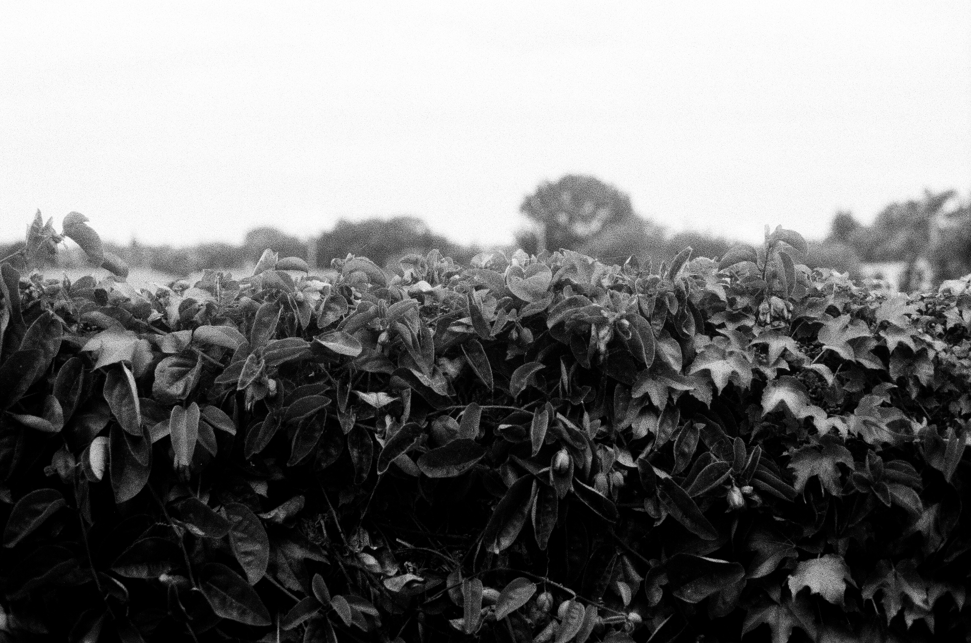 June Gloom, plate 6