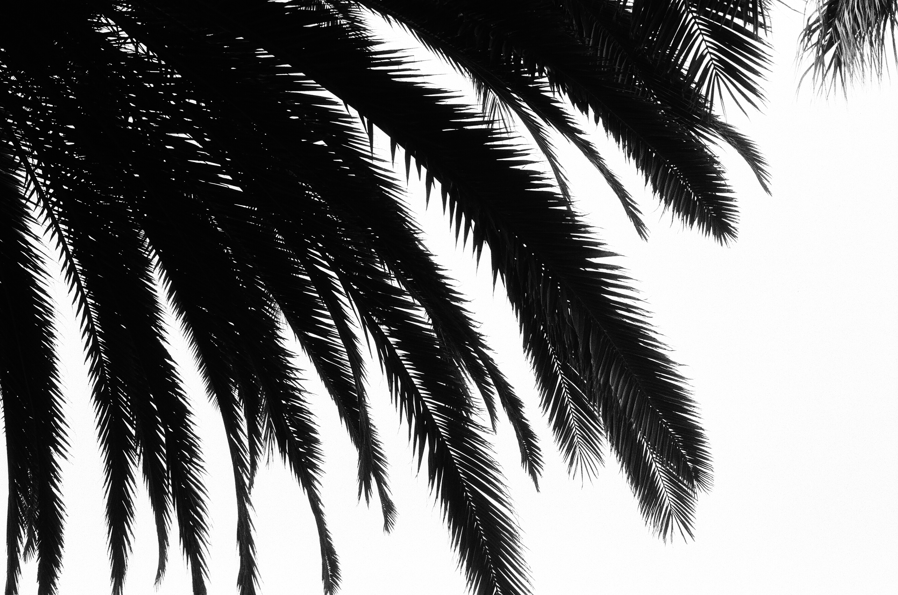 June Gloom, plate 14