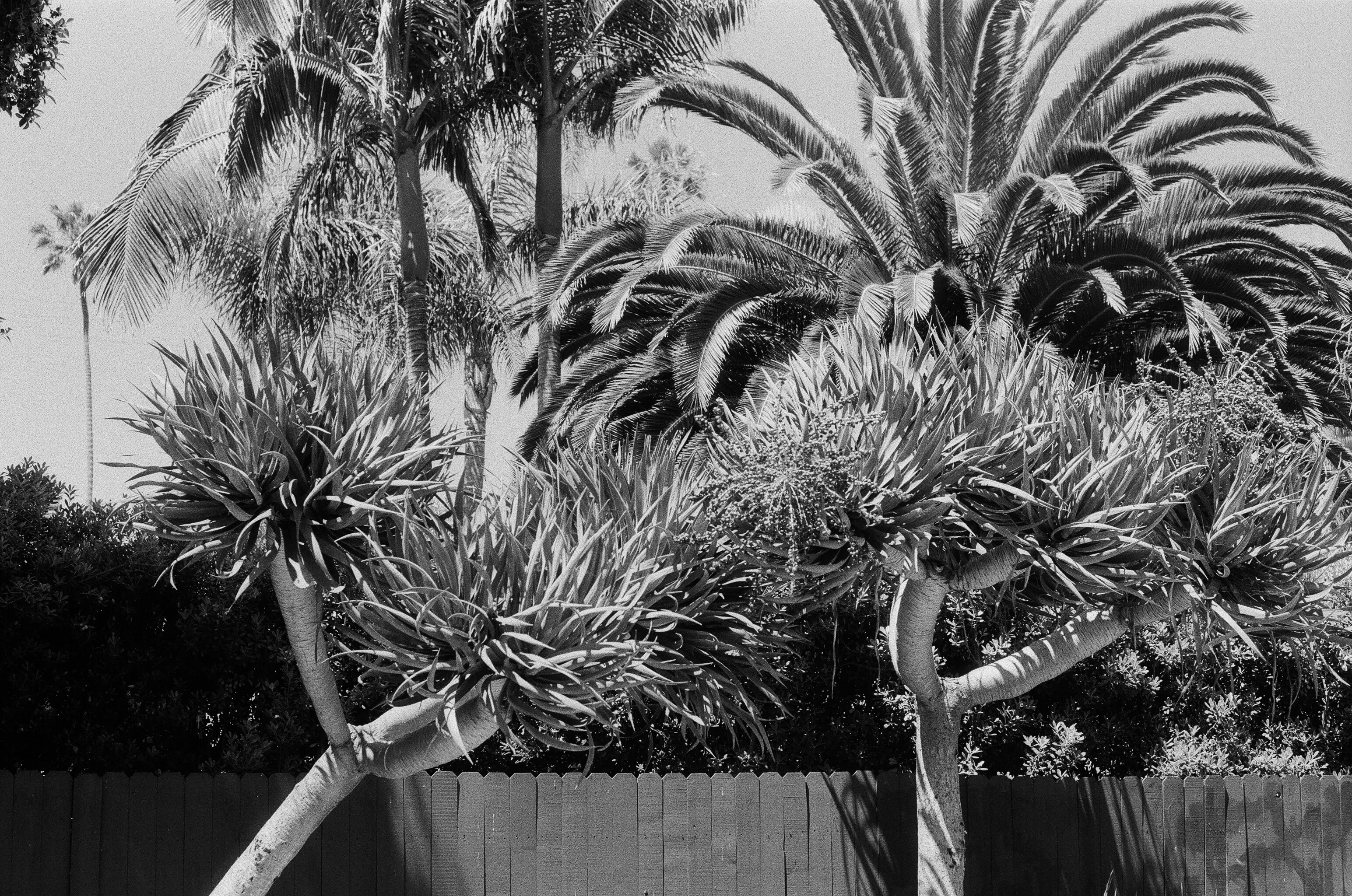 June Gloom, plate 23