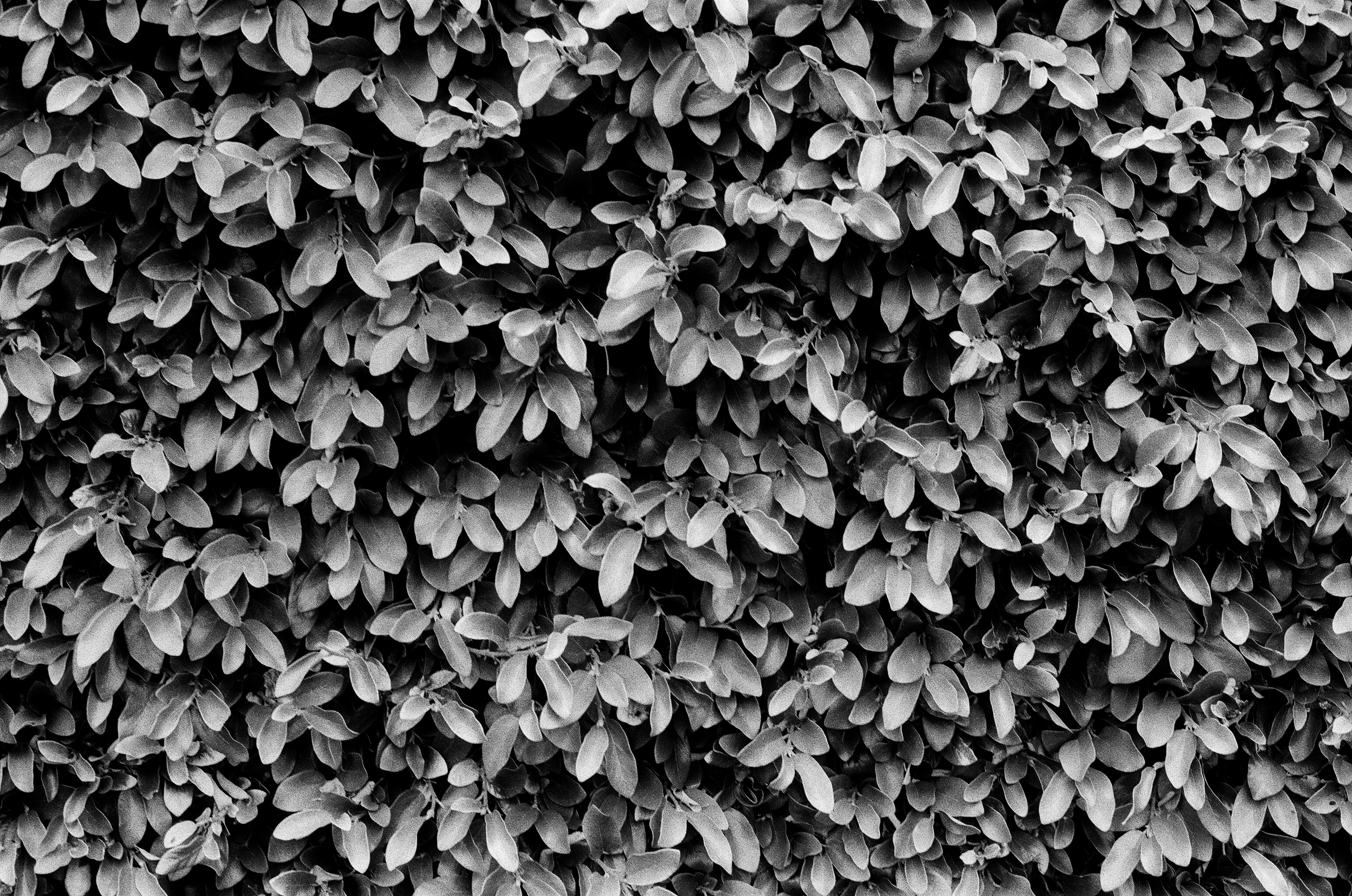 June Gloom, plate 30