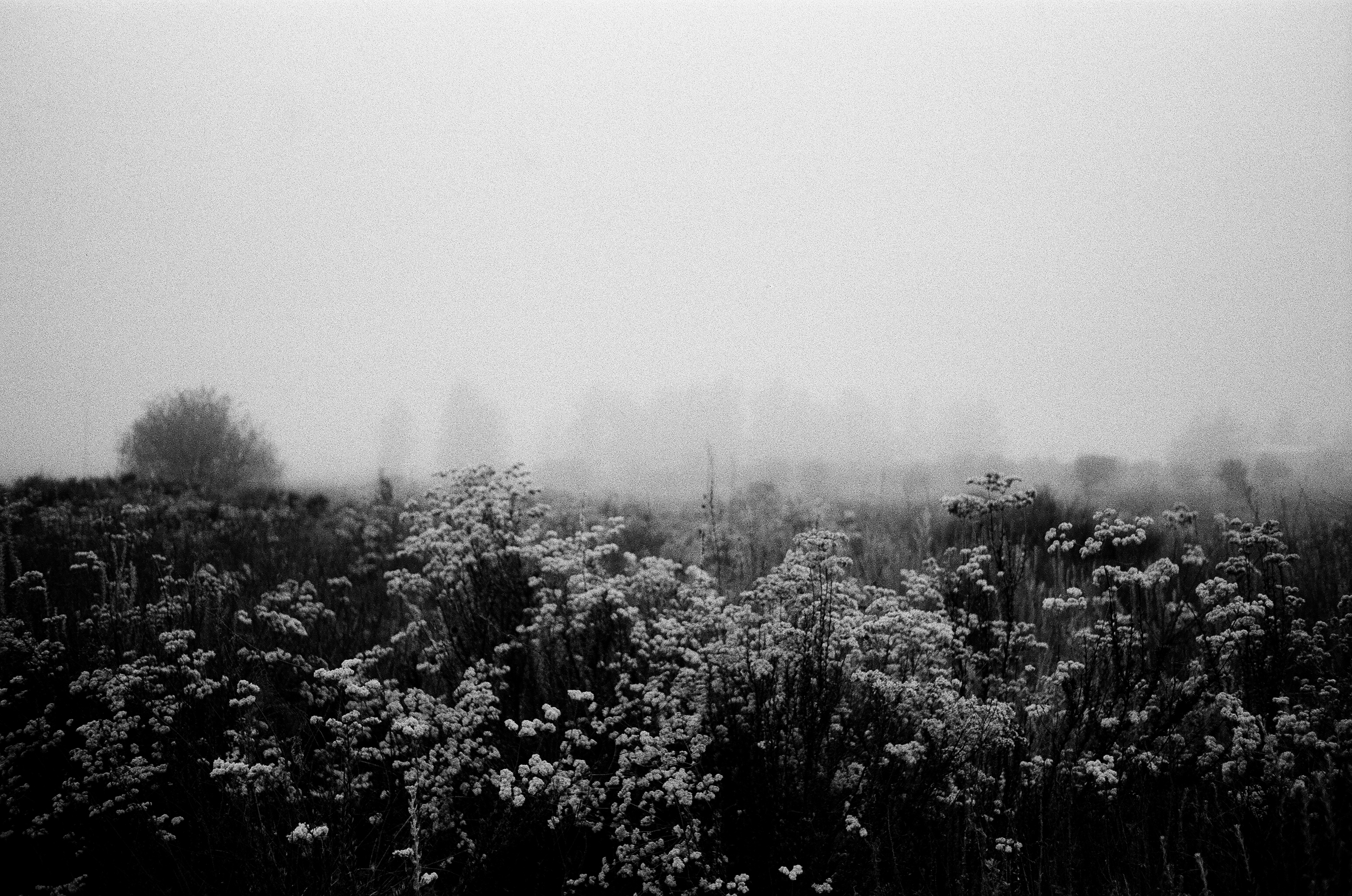 June Gloom, plate 39