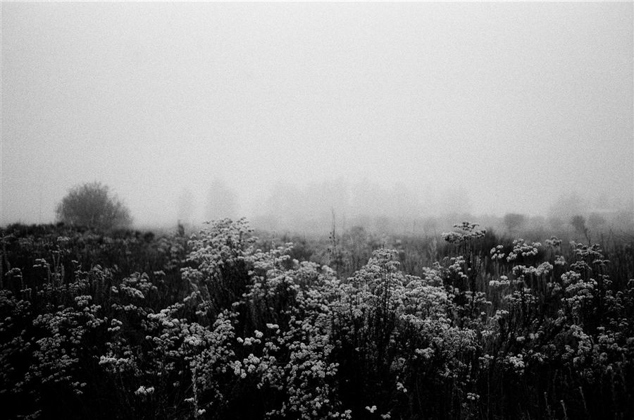 June Gloom, plate 39